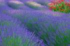 USA, Washington State, Seabeck. Lavender garden. Art Print